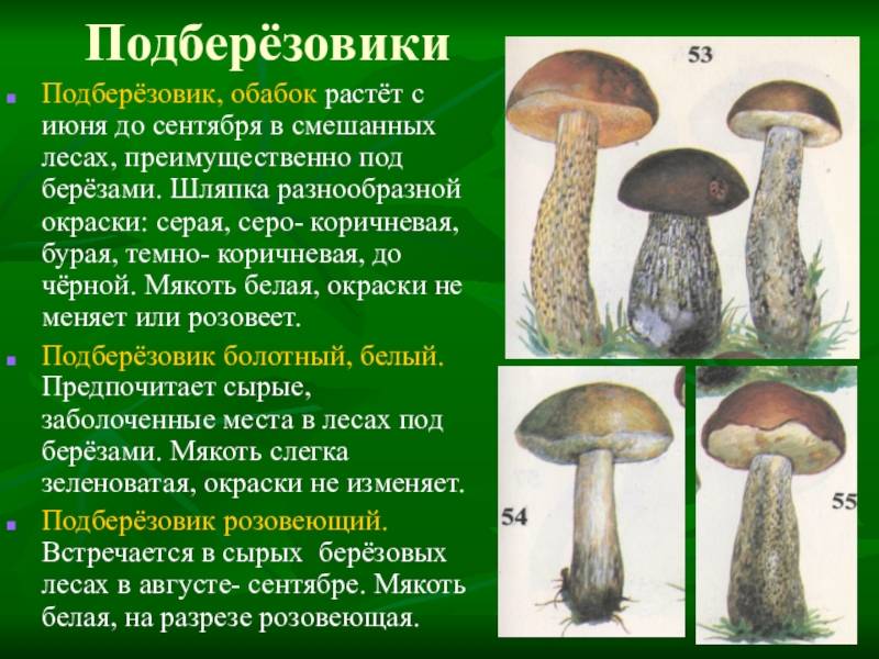 Грибы подберезовики: фото и описание видов, как выглядят грибы, где и когда растут