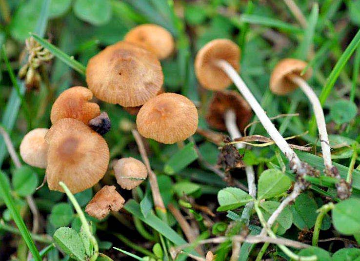 Conocybe tenera, common conecap mushroom