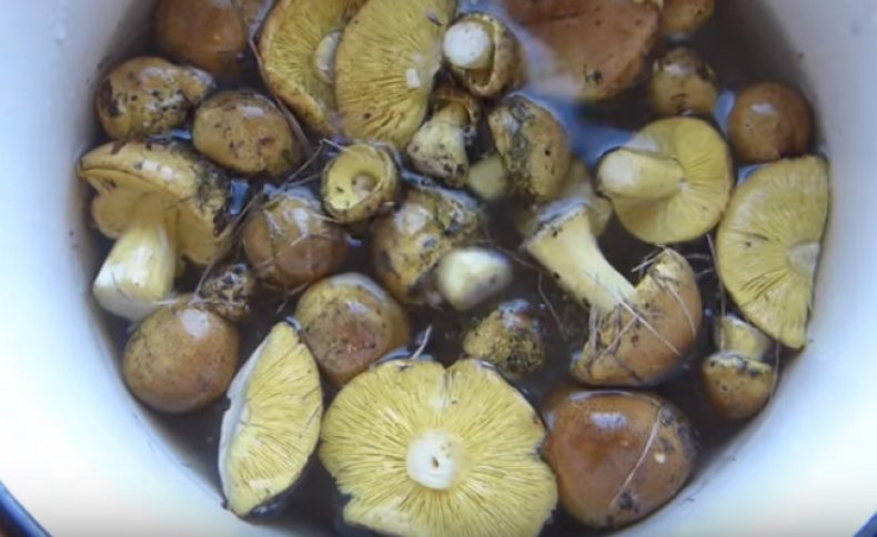 Как засолить грибы рядовки: особенности приготовления в домашних условиях