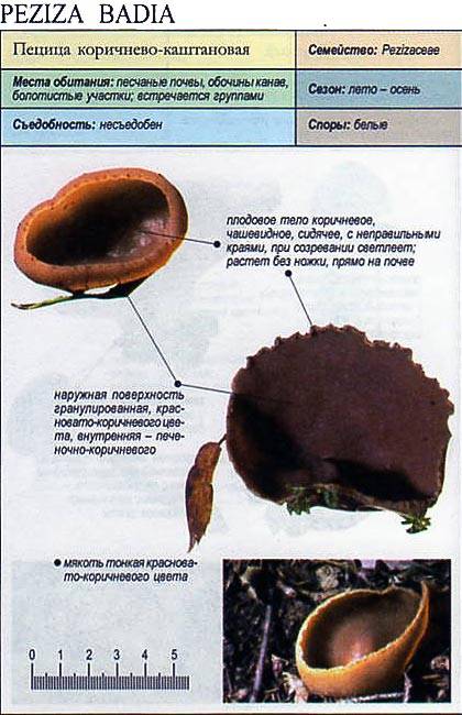 Пецица пузырчатая (peziza vesiculosa): как выглядит, где и как растет, съедобный или нет