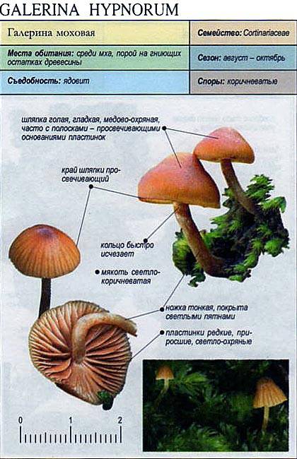 Галерина окаймленная - фото и описание гриба, как отличить от опенка, отравление