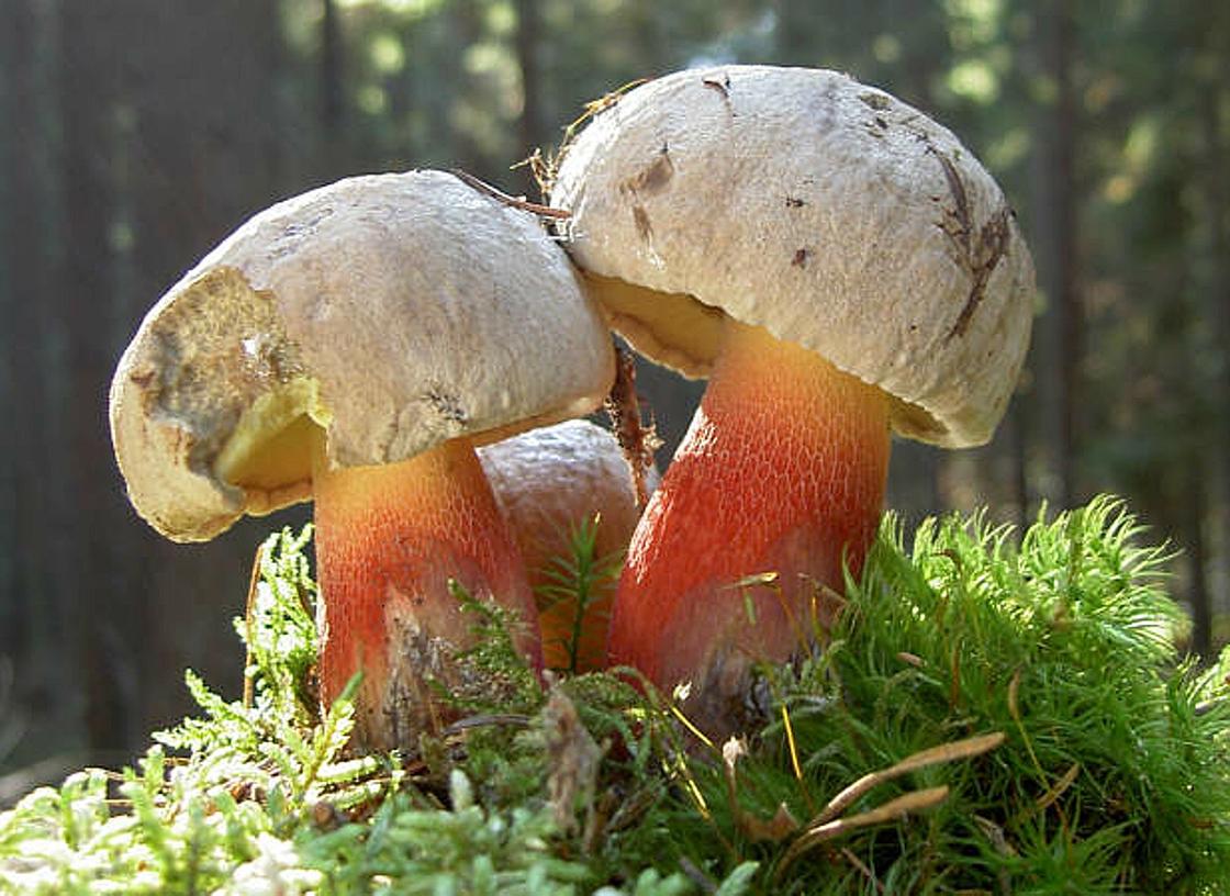 Королевский боровик - съедобный гриб. описание. где растет и как готовить.