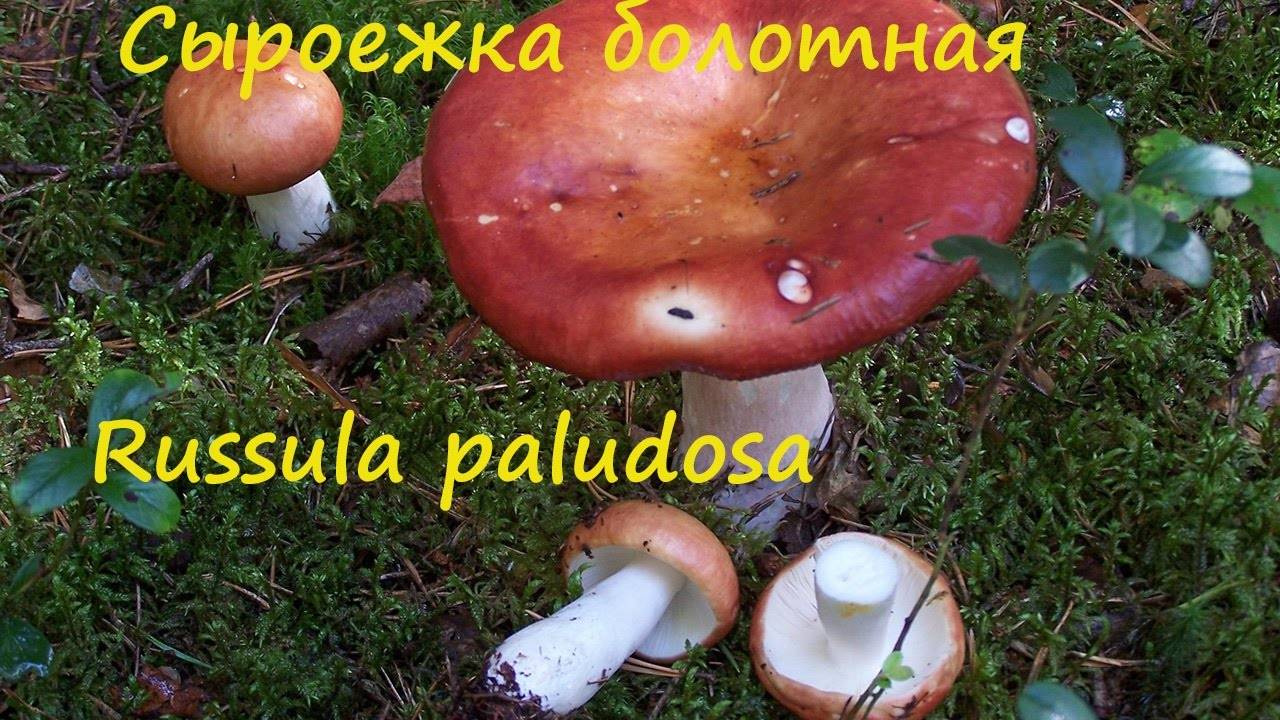 Сыроежка болотная или гриб-поплавуха (russula paludosa): фото и описание, где растет