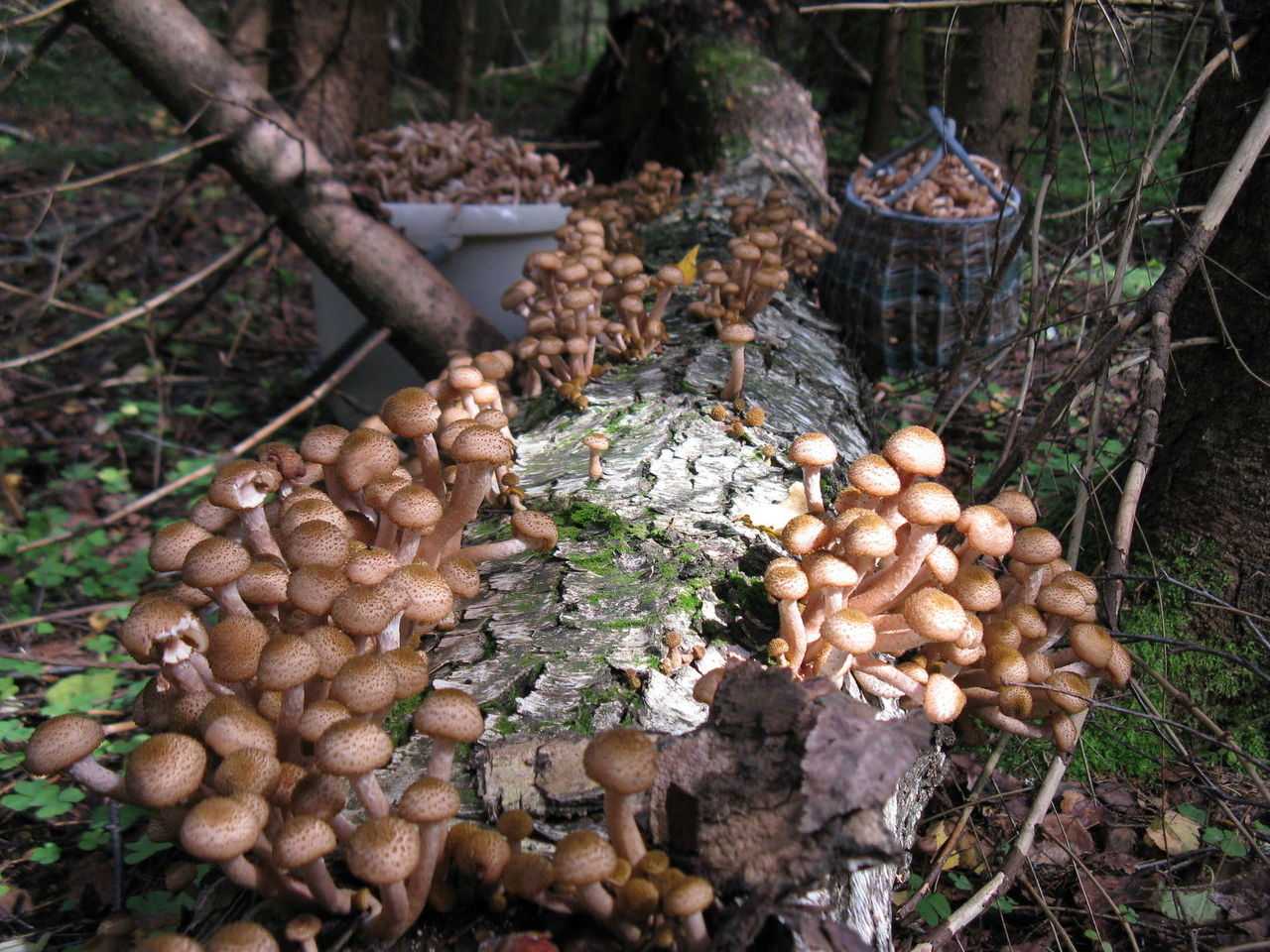 Съедобные грибы сочи фото и названия
