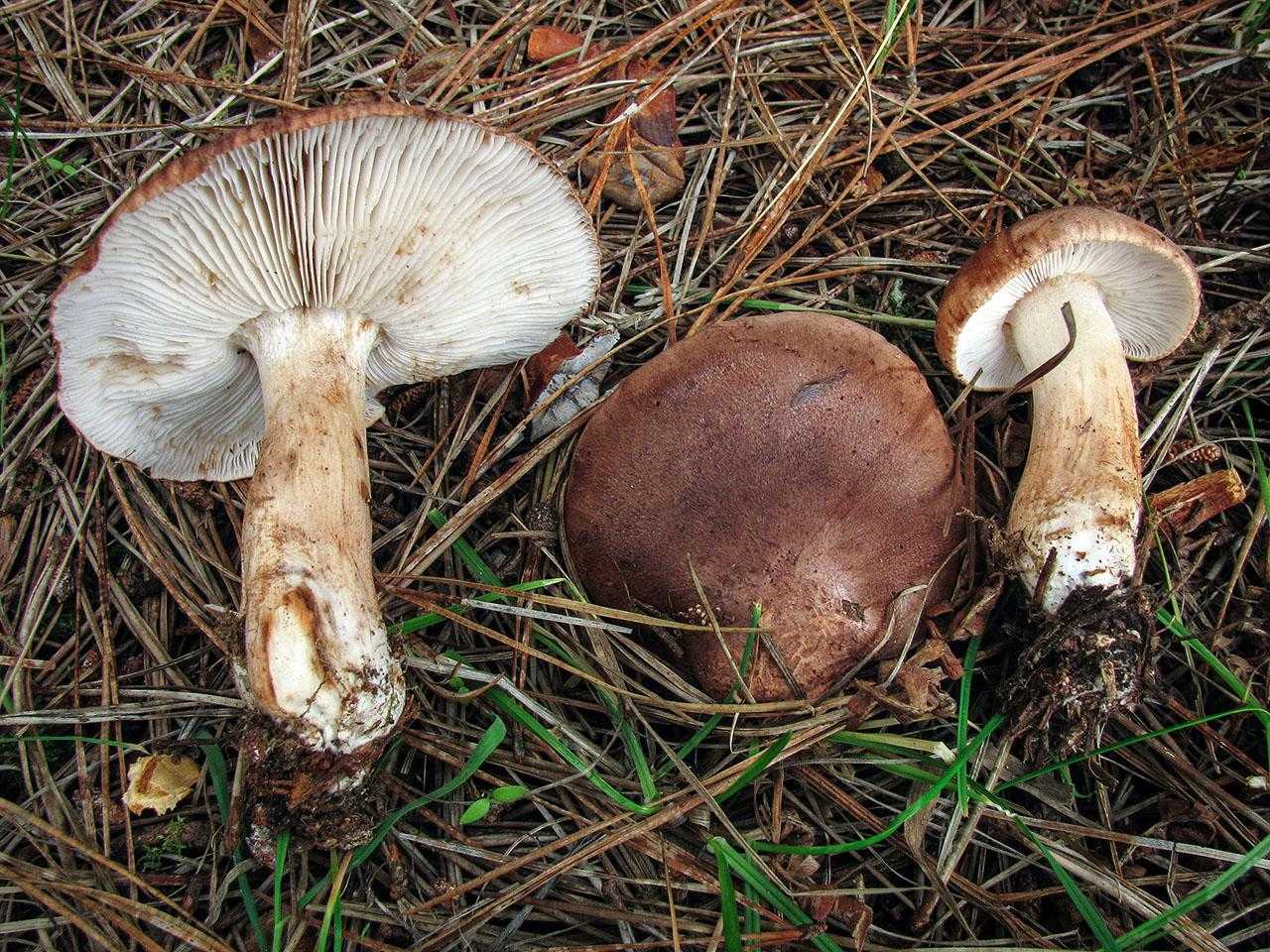 Рядовка чешуйчатая - фото и описание гриба, съедобный или нет