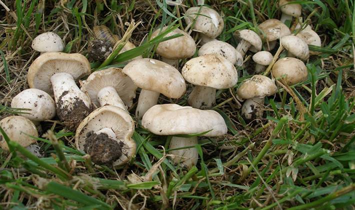 Рядовка майская (майский гриб) – описание и полезные свойства