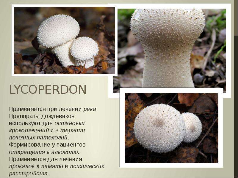 Можно ли есть гриб головач. головач гигантский: описание, местообитание и особенности приготовления