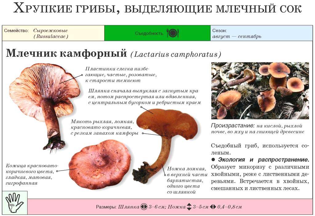 Млечник серо- розовый (lactarius helvus) или янтарный млечник: фото, описание, как готовить и как отличить от других грибов