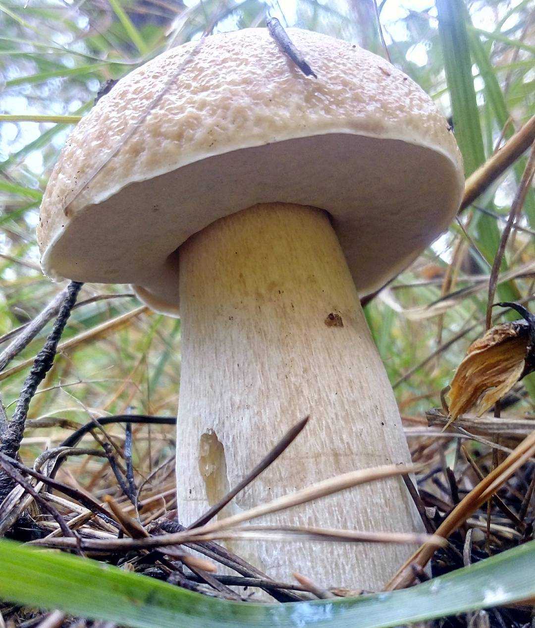 В какой локации растет белый гриб в россии и как его собирать