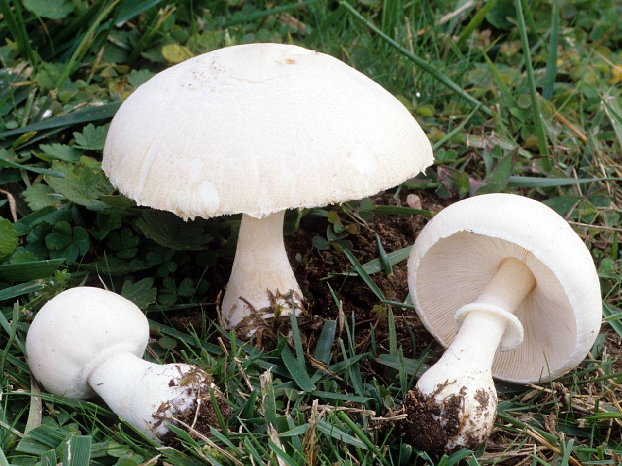 Белошампиньон краснопластинчатый (leucoagaricus leucothites) – описание, где растет, фото гриба