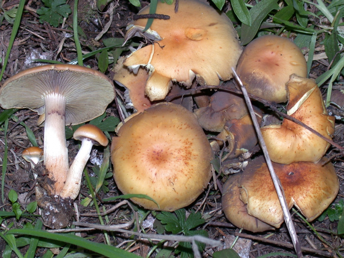 Опенок серопластинчатый (hypholoma capnoides), ложноопенок серопластинчатый или опенок маковый: фото, описание и как готовить этот гриб