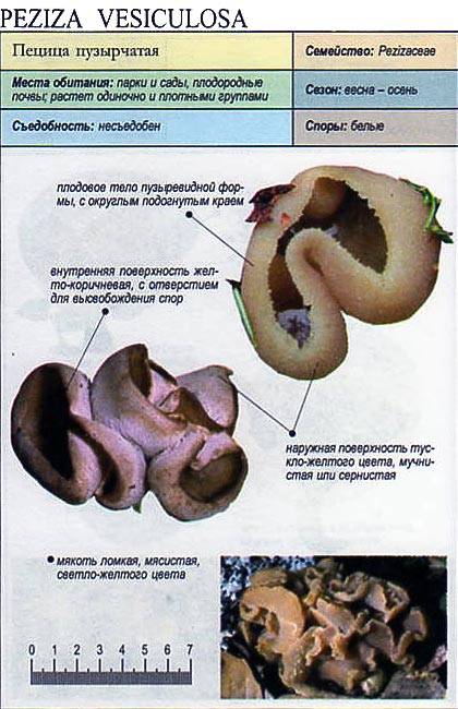 Пецица - оранжевая, описание гриба с фото