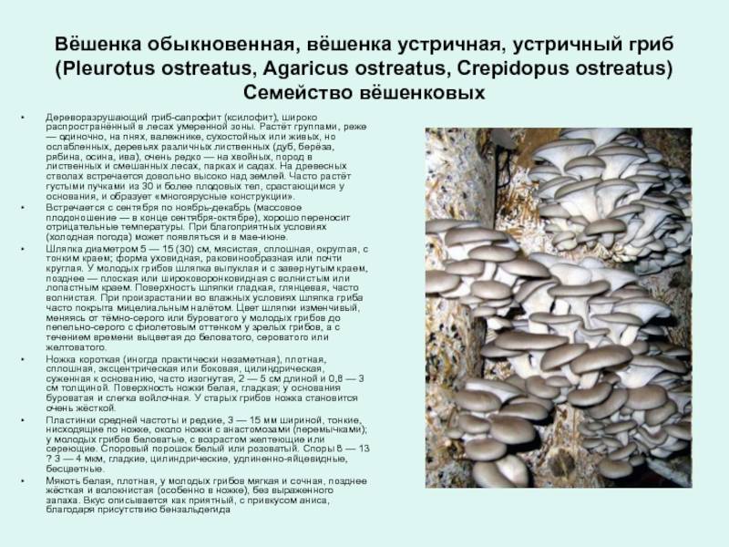 Какие бывают разновидности грибов вешенок: фото, описание внешнего вида, полезные свойства для организма человека