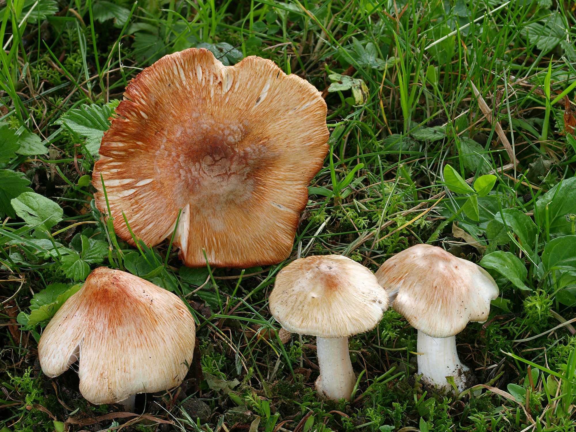 Замечательные грибы волнушки: здесь всё, что вы не знали о красулях и белянках!