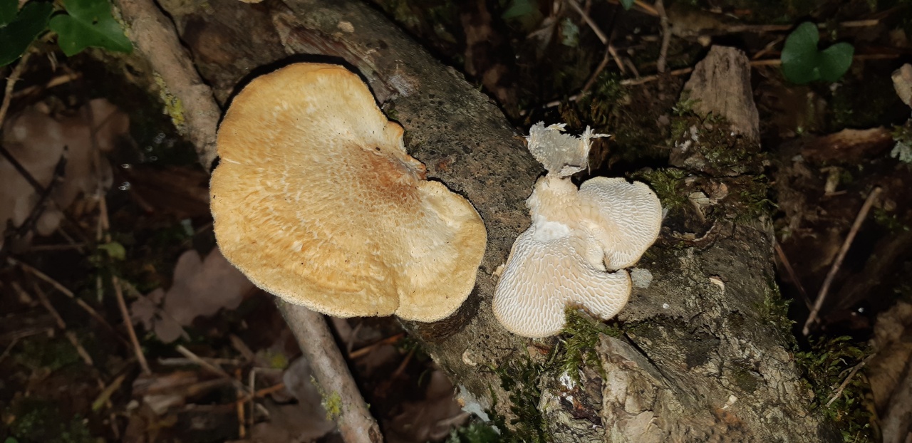 Трутовик чешуйчатый – пятнистый древесный деликатес - грибы собираем