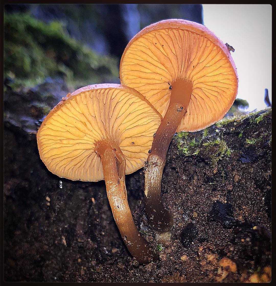 Галерина окаймлённая (galerina marginata) – грибы сибири