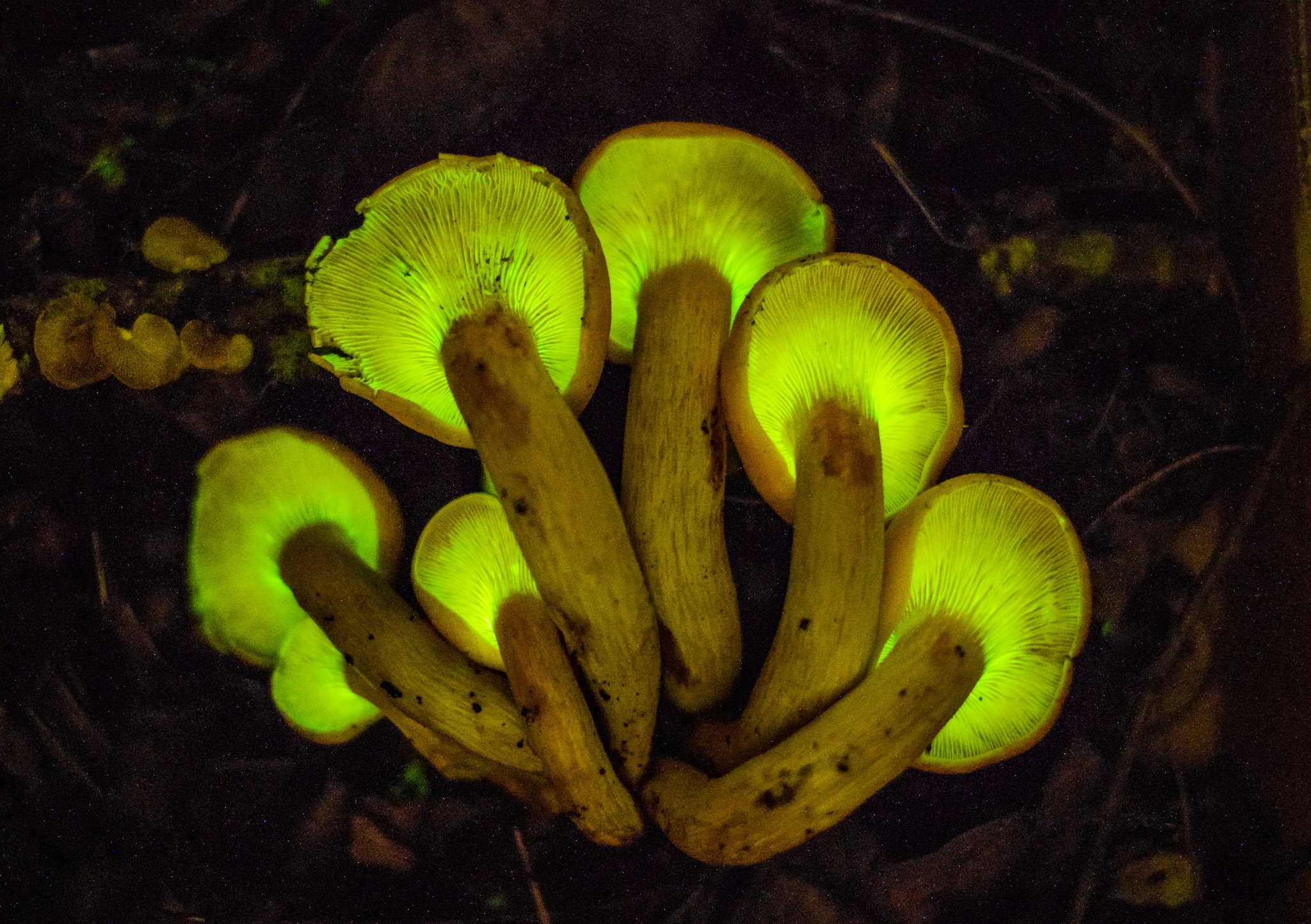 Омфалотус маслиновый — описание гриба, похожие виды, фото