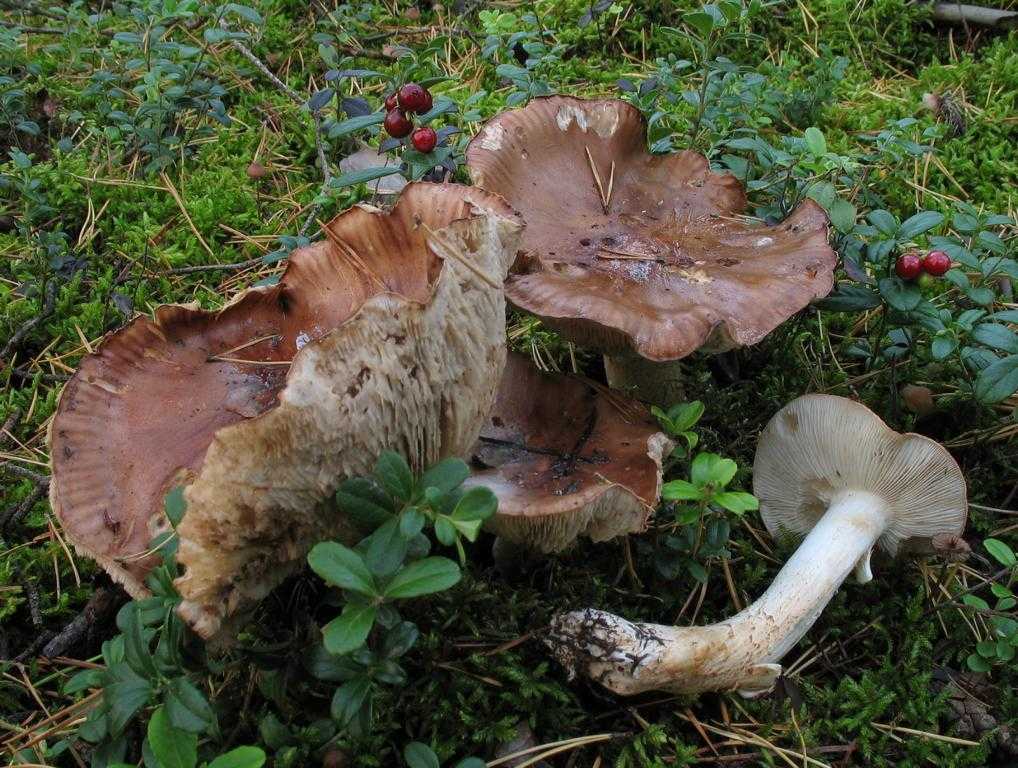 Рядовка белая - несъедобный гриб. описание. где растет. фото.