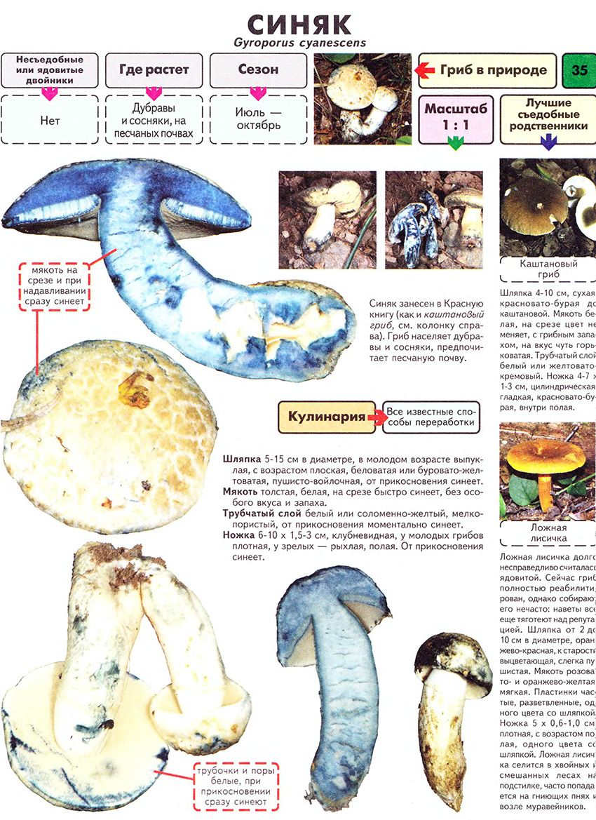 Гиропорус каштановый: как выглядит, где растет, можно ли есть, правила сбора, фото