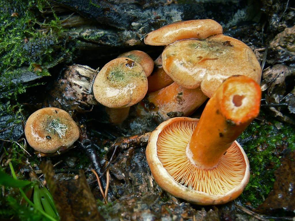 Где и когда растут грибы рыжики, при какой температуре, когда собирать, сезон сбора в областях россии