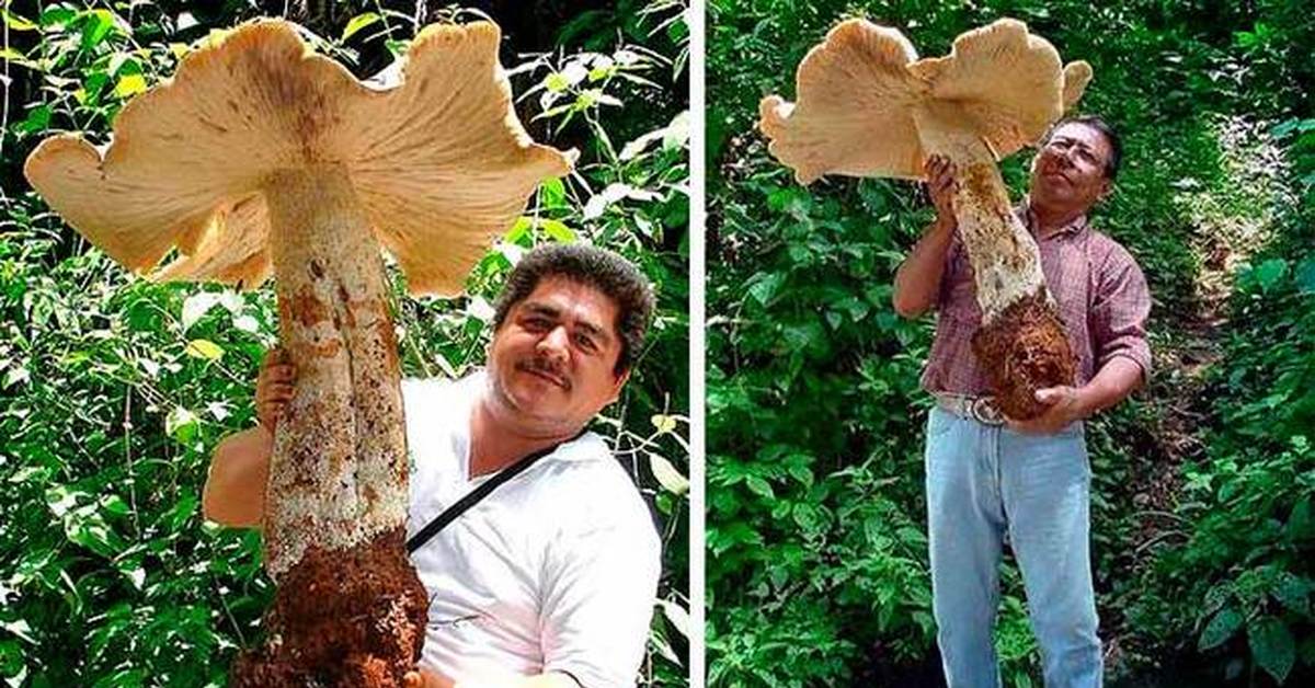 Топ 10: грибы-гиганты. фото. видео