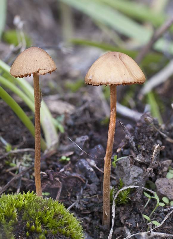 Коноцибе гигантоспоровая (conocybe gigasperma) – грибы сибири