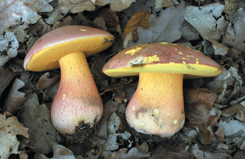 Полубелый гриб или жёлтый боровик: описание, свойства