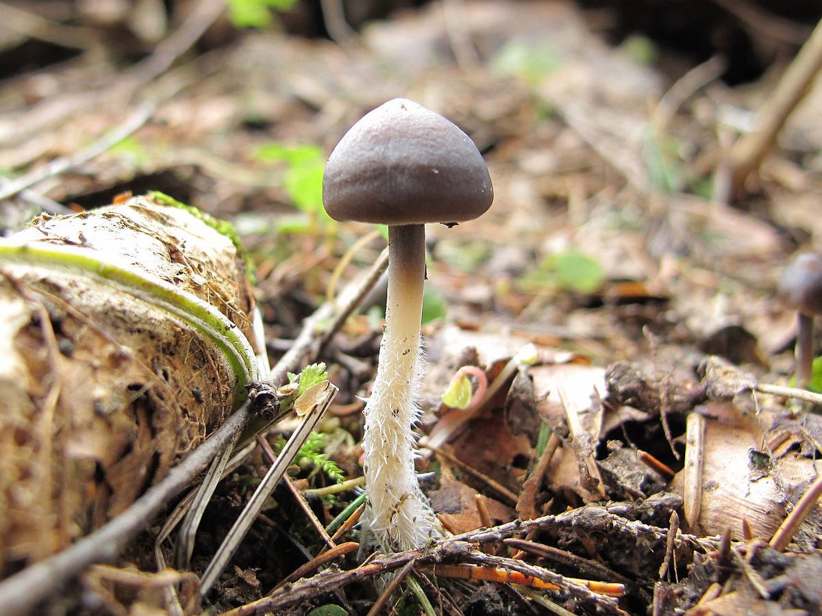 Эти загадочные грибы | статья в журнале «юный ученый»