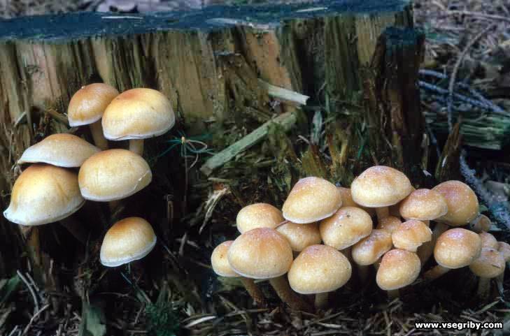 Ложноопенок моховой - схожие виды гриба. где растет и чем опасен.