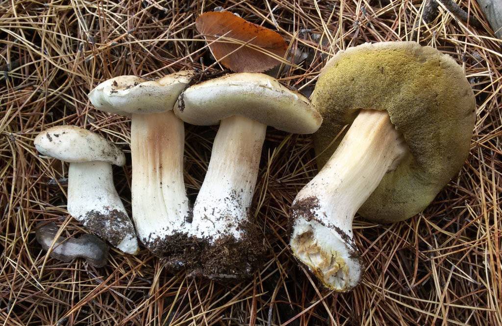 Боровик - 73 фото основных видов самых больших и вкусных грибов