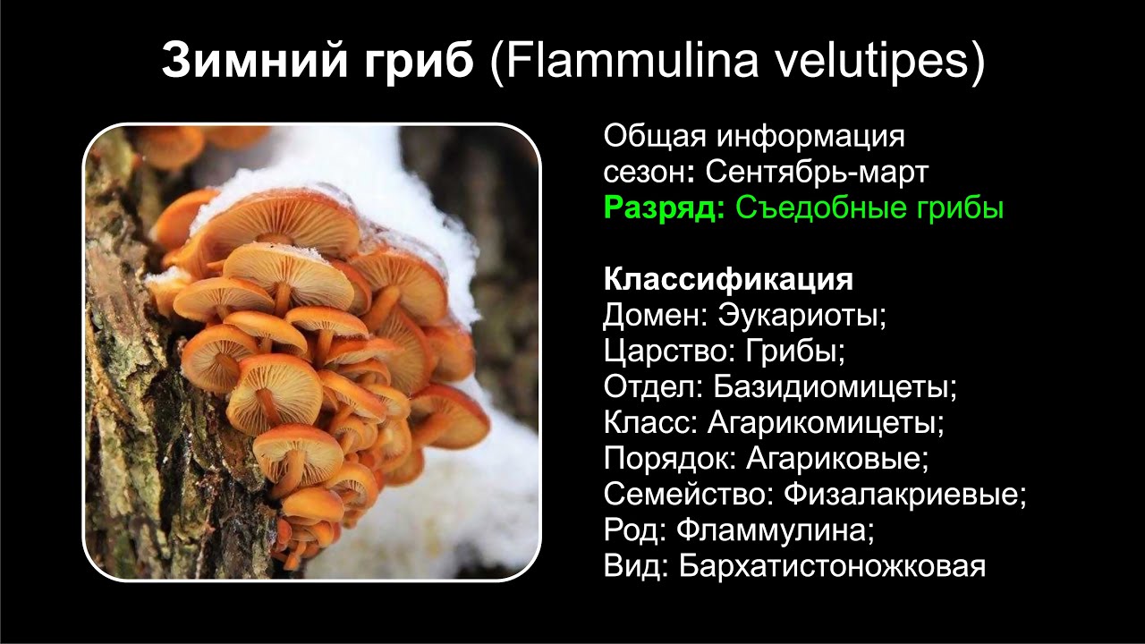 Как солить грибы опята на зиму - рецепты в банках с фото в домашних условиях
