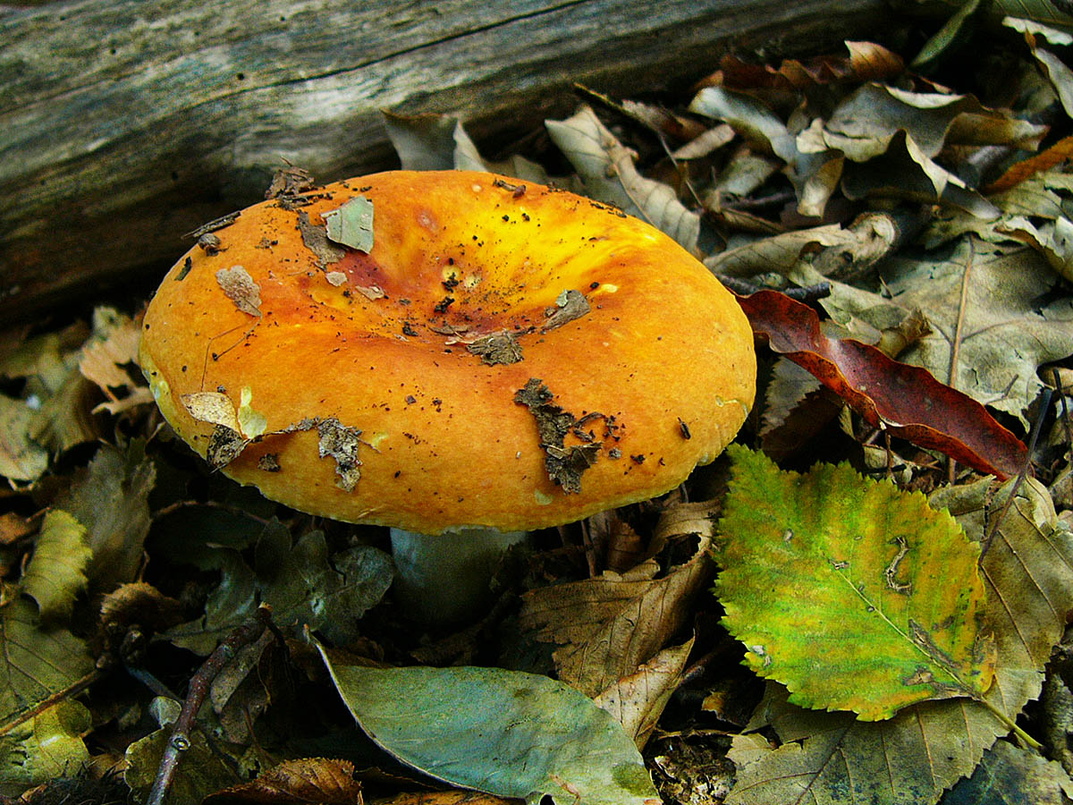 Сыроежка охристая (russula ochroleuca): фото и описание гриба