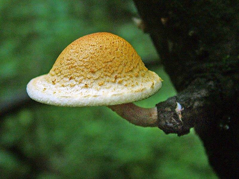 Чешуйчатка: список съедобных и несъедобных грибов