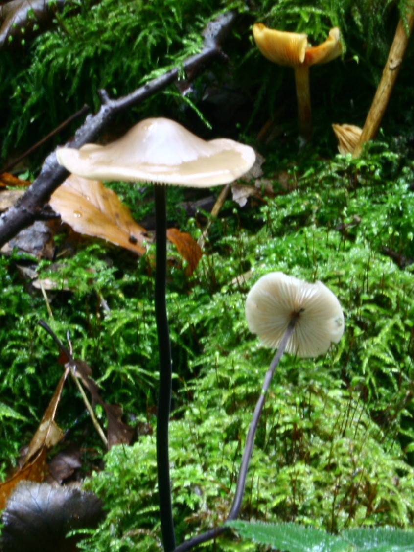 Места распространения чесночника обыкновенного, описание гриба