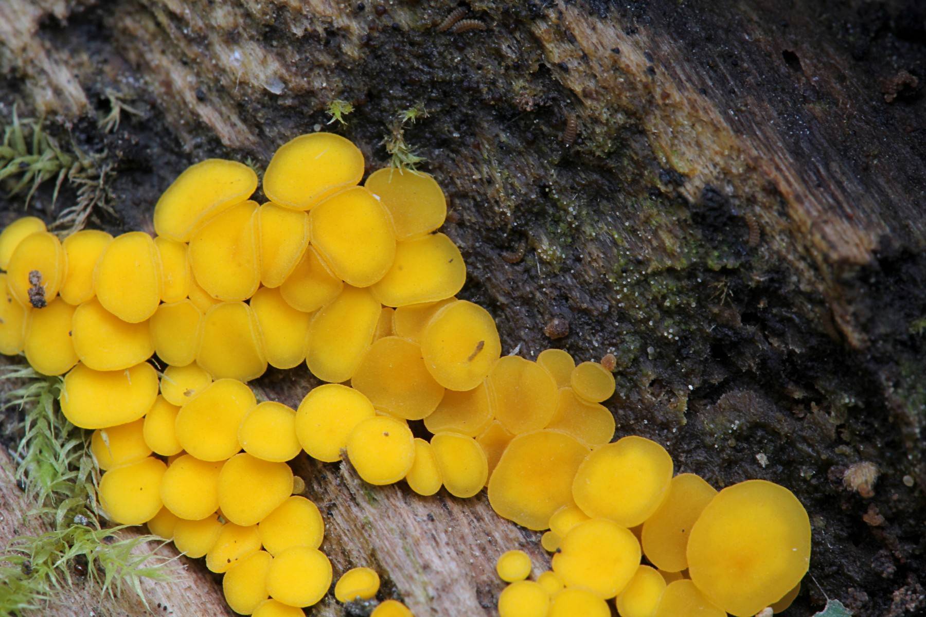 Псилоцибе кубенсис — описание гриба, где растет, фото