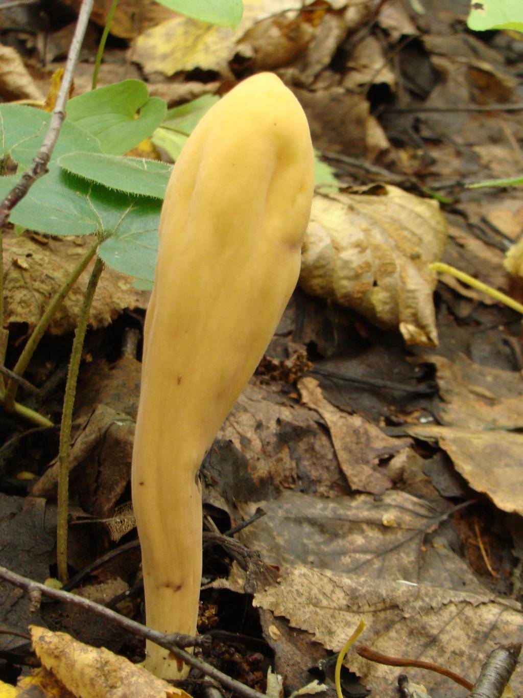 Рогатик гроздевидный — описание гриба, где растет, похожие виды, фото