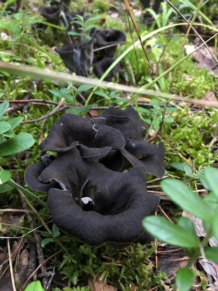 Черные грибы лисички: описание с фото и рецепты приготовления
