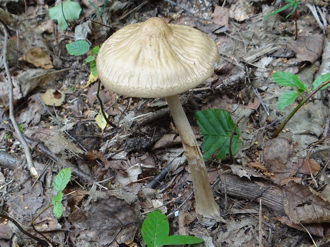Рядовка гульден (tricholoma guldeniae): фото и описание гриба
