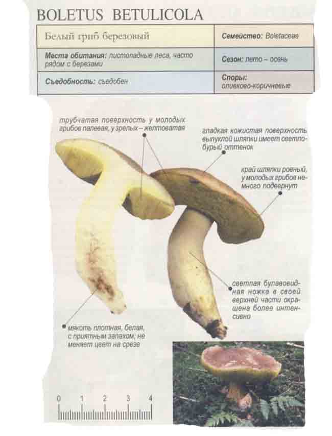 Белый гриб березовый (boletus edulis): описание, где растет, как отличить, фото и сходные виды