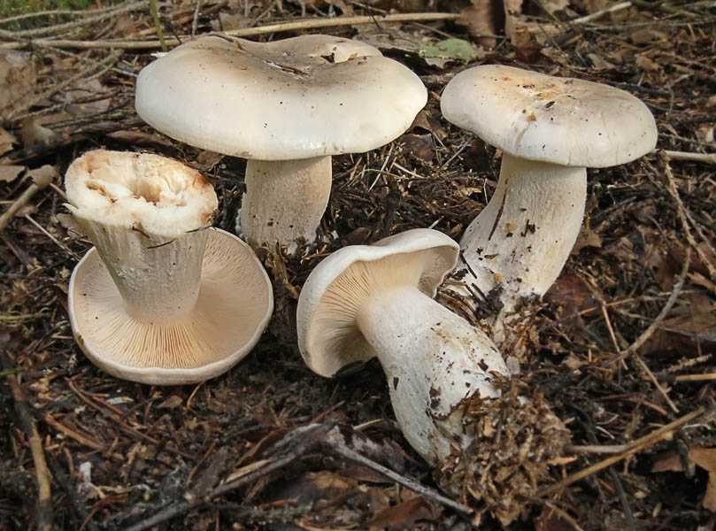 Гриб говорушка – многоликий и замечательный - грибы собираем