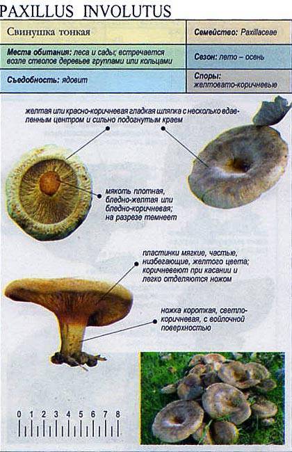 Ложная свинушка: руководство по определению грибов с фото и описанием