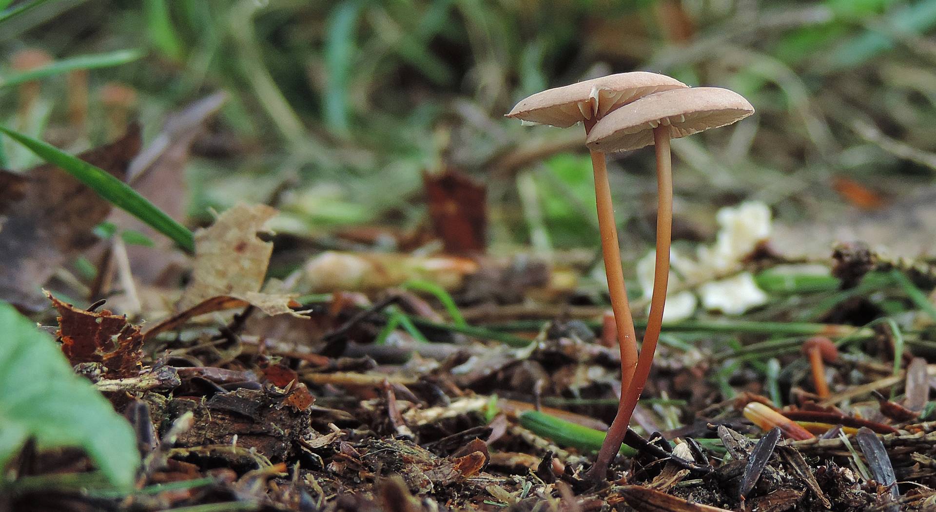 Чесночник обыкновенный (mycetinis scorodonius) – грибы сибири
