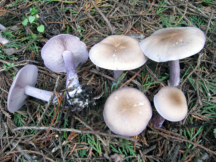 Рядовка фиолетовая – гриб из «ведьминого круга»