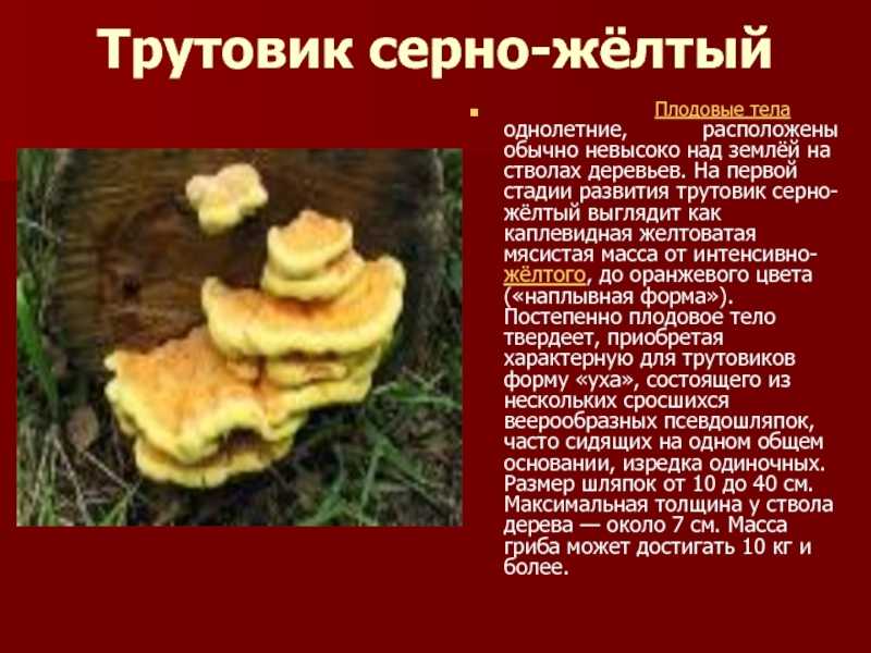 Трутовик чешуйчатый: описание гриба, характеристики