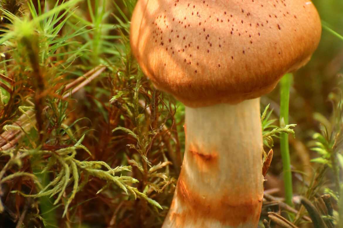 Паутинник превосходный: фото и описание, съедобность гриба, полезные свойства