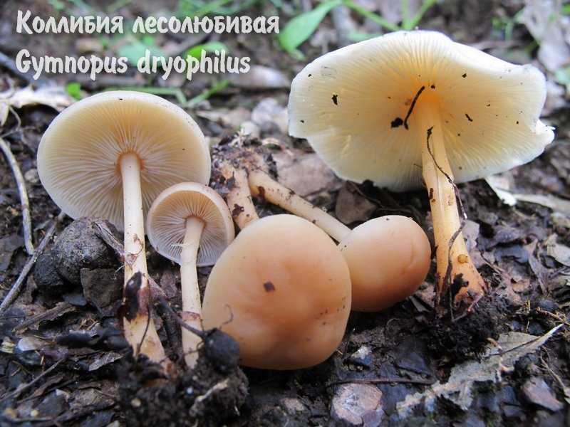 Коллибия кука (collybia cookei) – грибы сибири