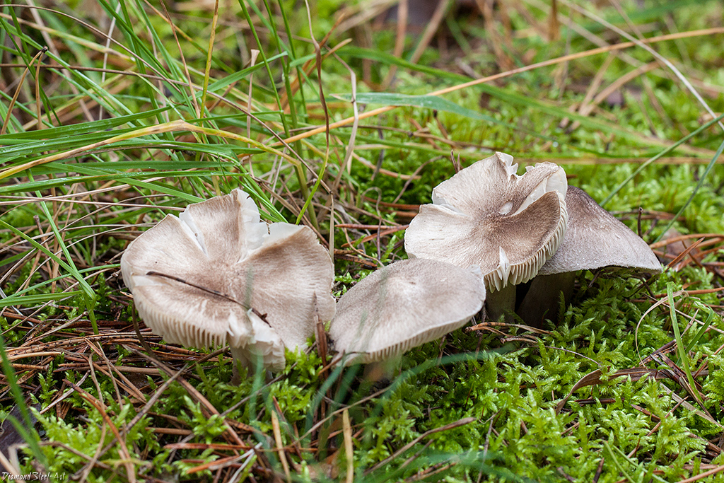 Рядовка землистая – землянисто-серый, полезный и ароматный гриб: где искать и как готовить