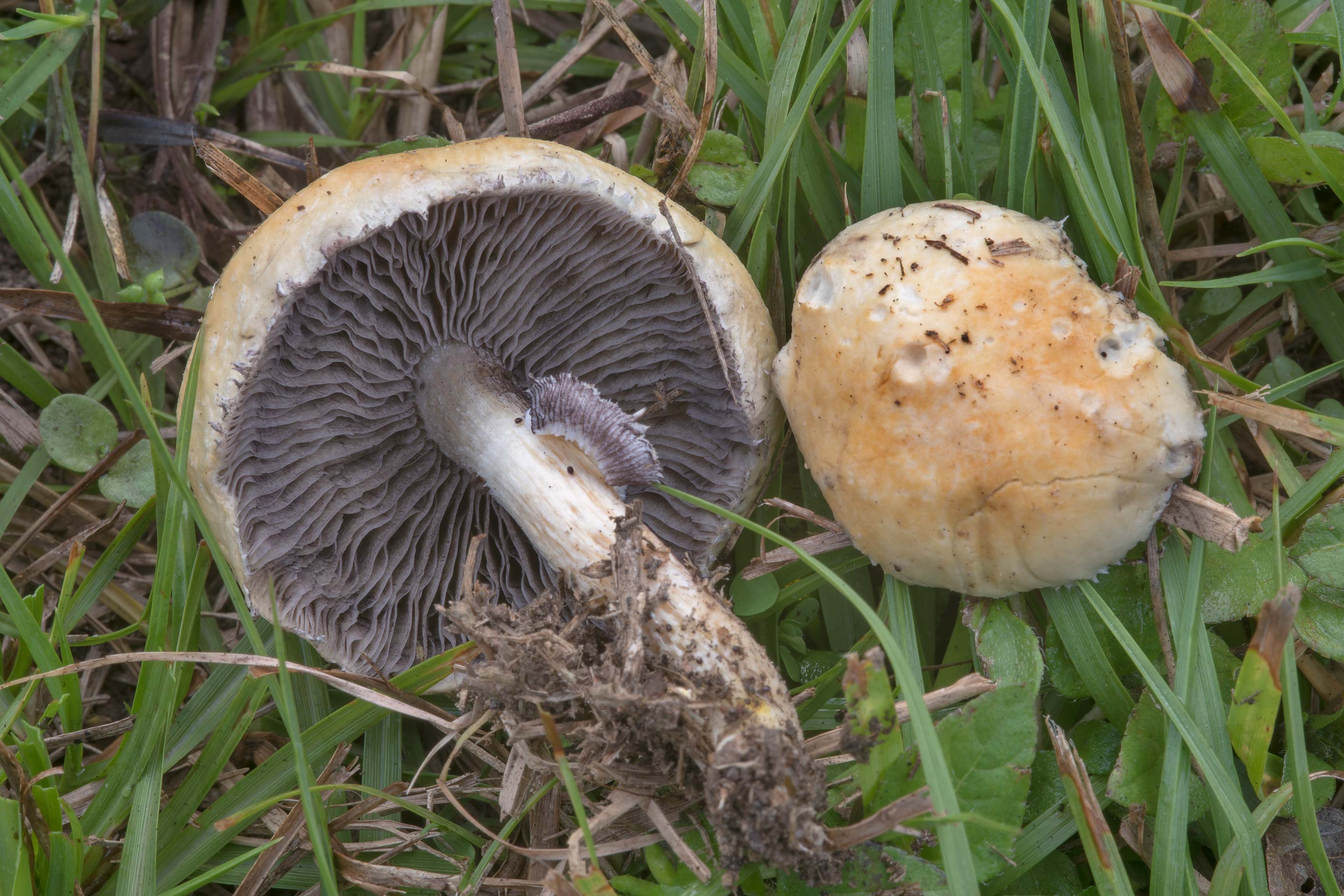Строфария сине-зеленая — описание, где растет, ядовитость гриба