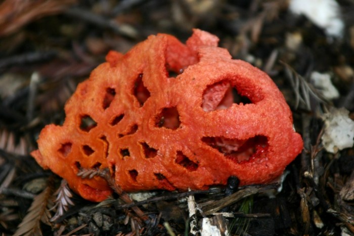 Решеточник красный (clathrus ruber) или клатрус красный: фото, описание, а также интересные факты о грибе из красной книги