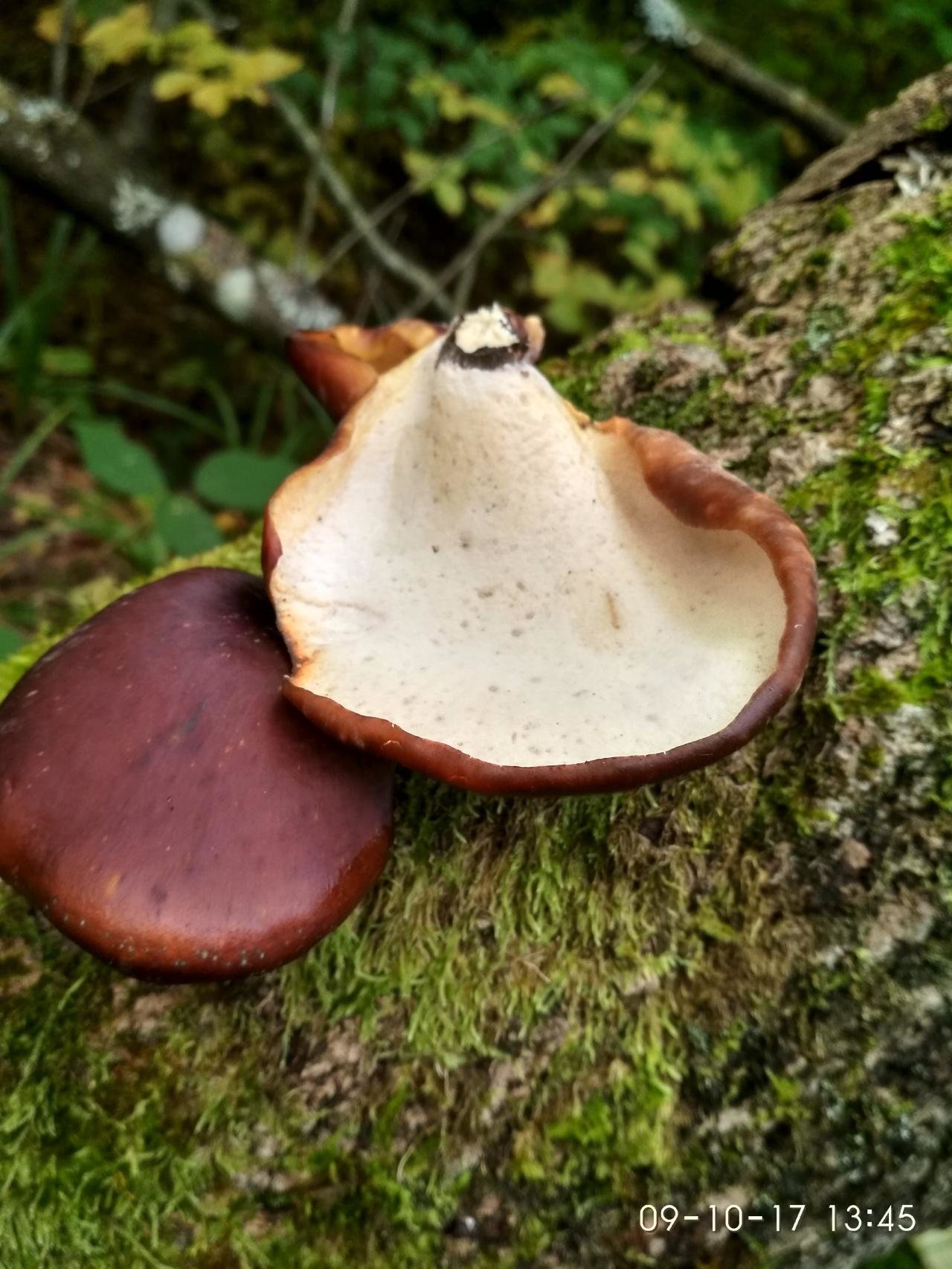 Трутовик каштановый – большой и массовый гриб — викигриб